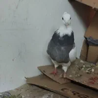 طوقی ماده گل بسر