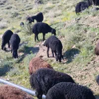 بره ماده