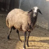 قوچ سیاه کبود|حیوانات مزرعه|آران و بیدگل, |دیوار