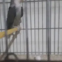 کوتوله ماده کار