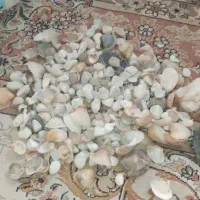 اکواریوم|گل و گیاه طبیعی|مشهد, طبرسی شمالی|دیوار