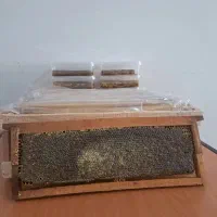 عسل طبیعی کوهستان محصول آذربایجان (سراب)|خوردنی و آشامیدنی|نسیم‌شهر, |دیوار