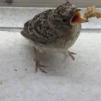 پرنده