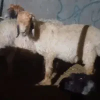 میش با بره بزرگ