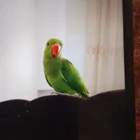 طوطی بسیار زیبا وخوشکل|پرنده|تایباد, |دیوار