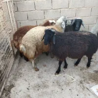 بره نر چاق در وزن های مختلف (میش.بز.شیشک)