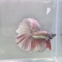 انواع فایتر