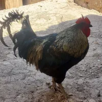 خروس