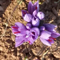 کارگر برای گل جمع کنی زعفران