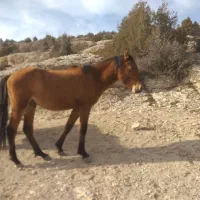 اسب نر دوساله