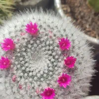 کاکتوس و گیاهان کلکسیونی