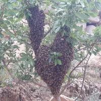 عسل طبیعی وخالص ۴۰گیاه|خوردنی و آشامیدنی|آوج, |دیوار