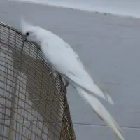 نرآلبینو