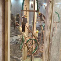 عروس هلندی