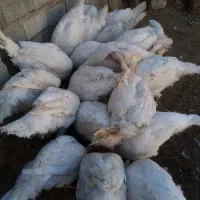 بوقلمون محلی