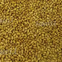 بذر یونجه پا بلند درجه یک