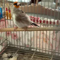 سهره نر کرمونی|پرنده|تهران, شهرک بوعلی|دیوار