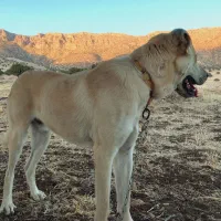 واگذاری سگ پژدر دهن پاک کشیده بگیر و با وفا|سگ|گیلان غرب, |دیوار