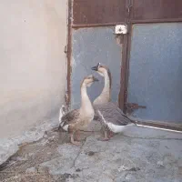 قوغاز