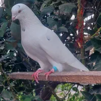 کبوتر  پرشی