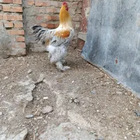 خروس برهما اصل