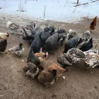 فروش بوقلمون|حیوانات مزرعه|مشگین شهر, |دیوار