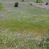 فروش-زمین-در-روستای-سرسبز-ریک-جنگیو
