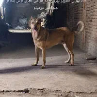این حیوون درتاریخ 7/12 از گاراژ در خلازیر رفته