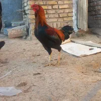 خروس لاری یک نیم ساله