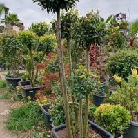 درختچه مورد پیوندی|گل و گیاه طبیعی|تهران, سازمان آب|دیوار