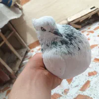 کبوتر شیخی وپلاکی