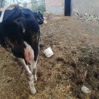 گاو|حیوانات مزرعه|رامیان, |دیوار