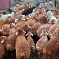 فروش گوسفند زنده نر|حیوانات مزرعه|تبریز, |دیوار