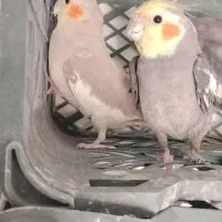 یک جفت عروس هلندی با۲ تا جوجه