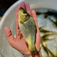 پرورش در استخر خود بچه ماهی آمور کَپور قزل