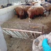 بره‌نر پرواری