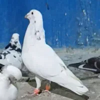 کفتر گمشده سفید یا سار سیاه|پرنده|مشهد, کوشش|دیوار