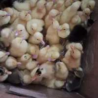 جوجه اردک اسراعیلی تخمگذار وگوشتی
