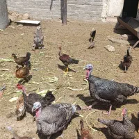 فروش بوقلمون ماده