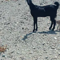 چندتا بز ومیش فروشی|حیوانات مزرعه|قصرقند, |دیوار