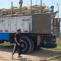 خریدار چوب،درخت