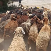معتبر جایگاه زنده احشام گوسفند اقلا|حیوانات مزرعه|تهران, شمشیری|دیوار