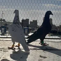 یه جفت هفرنگ