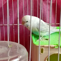 مرغ عشق ماده