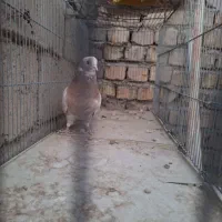 کبوتر