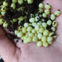 حلزون وخاویارحلزون