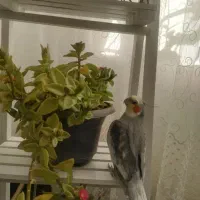 پرنده