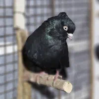 زاغ نر|پرنده|یاسوج, |دیوار