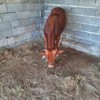 گاو وگوساله|حیوانات مزرعه|میناب, |دیوار