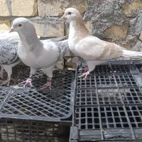 ۲۵کفتر رنگه درجه یک قلدرپابلند|پرنده|کاشمر, |دیوار